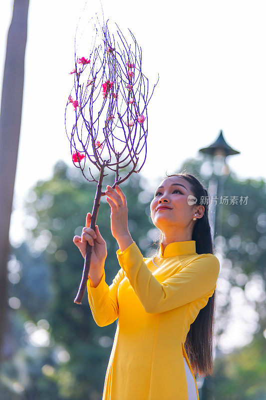 越南女孩穿着传统的ao dai服装，手持花枝在越南享受新年。春节和新年。